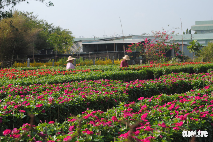 Làng hoa Sa Đéc kẻ khóc người cười, thương lái hủy kèo phút cuối - Ảnh 5.