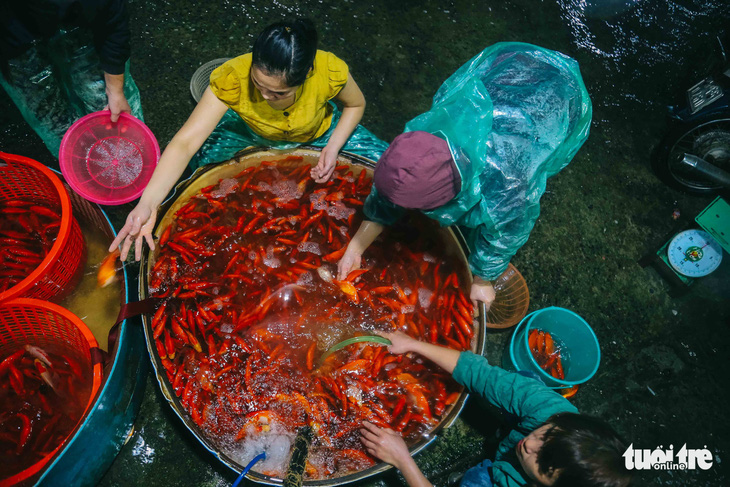 Cá chép tăng giá trước ngày ông Công, ông Táo, tiểu thương vẫn lo - Ảnh 2.