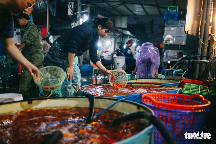 Cá chép tăng giá trước ngày ông Công, ông Táo, tiểu thương vẫn lo - Ảnh 5.