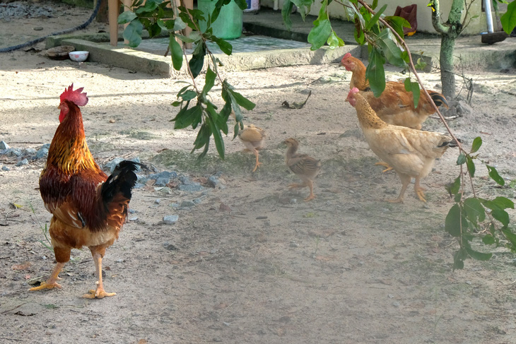 Xách gà lên Sài Gòn cho con ăn tết, nó không lấy tui xách dìa lại - Ảnh 1.