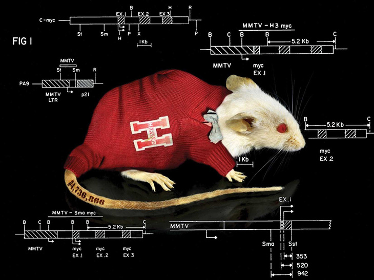 Vì sao chuột trở thành linh vật trong nghiên cứu khoa học? - Ảnh 1.