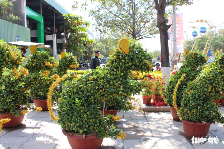 Quất bonsai tạo hình chuột đắt như tôm tươi - Ảnh 2.