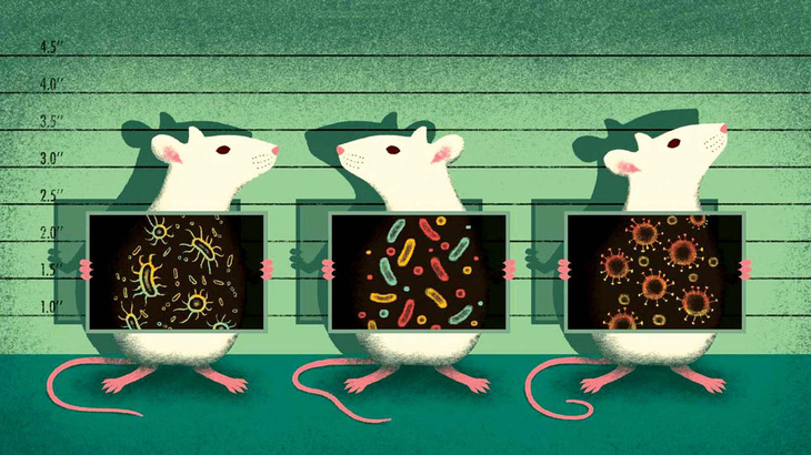 Vì sao chuột trở thành linh vật trong nghiên cứu khoa học? - Ảnh 2.