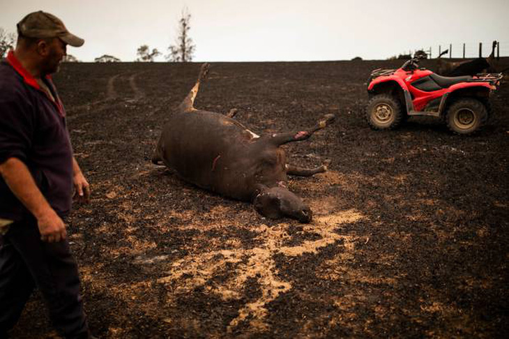 Thảm cảnh của người dân Úc trong mùa cháy rừng kinh hoàng - Ảnh 2.