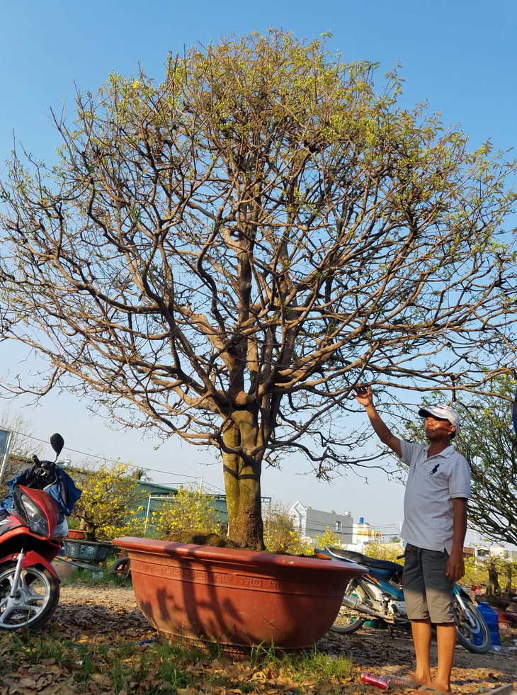 Cây mai vàng nguyên thủy không tuổi giá 1,3 tỉ ở TP.HCM - Ảnh 1.