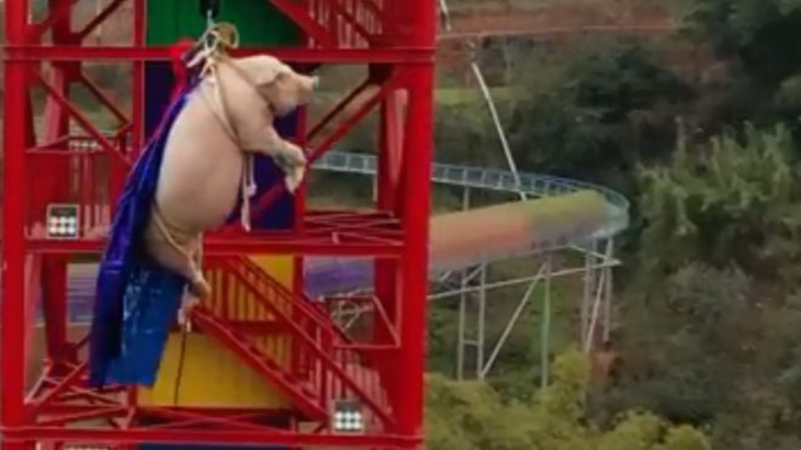 Công viên chủ đề tại Trung Quốc bị chỉ trích vì dùng heo tiếp thị trò nhảy bungee - Ảnh 1.