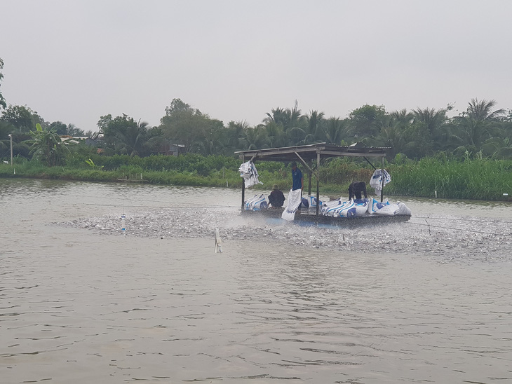 Tết về nhưng giá cá tra chạm đáy không ai thèm mua - Ảnh 3.