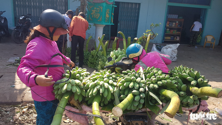 Chuối Tân Long - ‘thủ phủ chuối’ miền Trung lo vỡ trận - Ảnh 9.