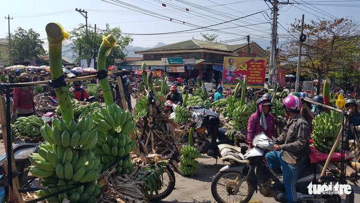 Chuối Tân Long - ‘thủ phủ chuối’ miền Trung lo vỡ trận - Ảnh 3.