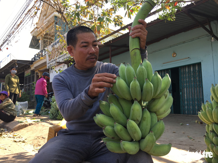 Chuối Tân Long - ‘thủ phủ chuối’ miền Trung lo vỡ trận - Ảnh 2.