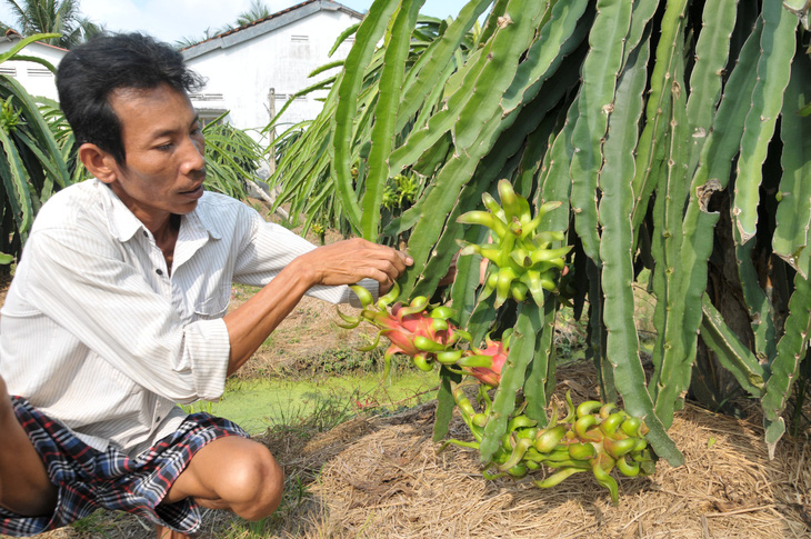 Virus corona khiến thanh long miền Tây từ 37.000/kg rớt giá còn 5.000 đồng - Ảnh 2.