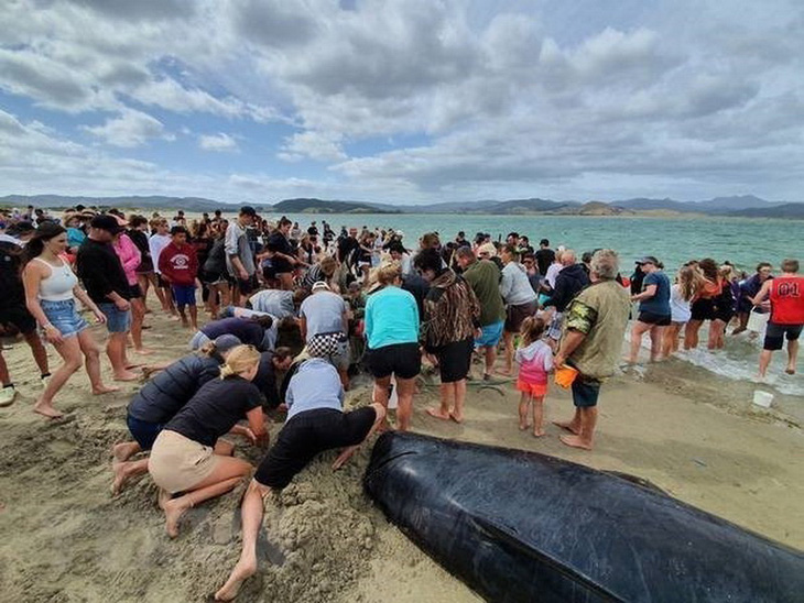 Cả ngàn người già trẻ, trai gái khẩn cấp cứu 11 cá voi mắc cạn - Ảnh 1.