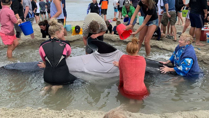 Cả ngàn người già trẻ, trai gái khẩn cấp cứu 11 cá voi mắc cạn - Ảnh 3.