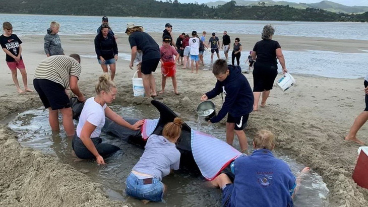 Cả ngàn người già trẻ, trai gái khẩn cấp cứu 11 cá voi mắc cạn - Ảnh 6.