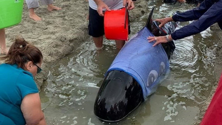 Cả ngàn người già trẻ, trai gái khẩn cấp cứu 11 cá voi mắc cạn - Ảnh 7.