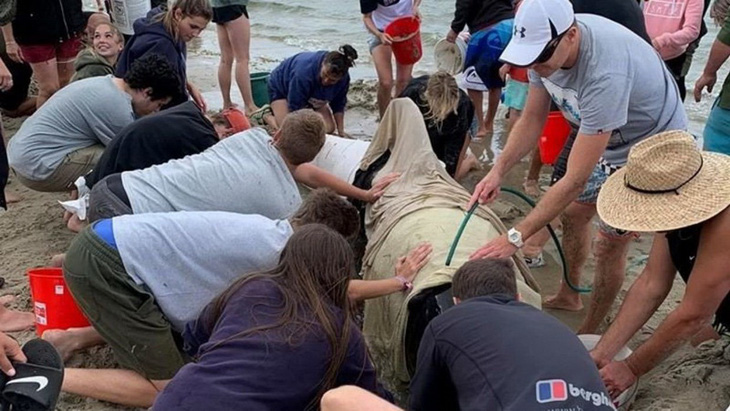 Cả ngàn người già trẻ, trai gái khẩn cấp cứu 11 cá voi mắc cạn - Ảnh 4.