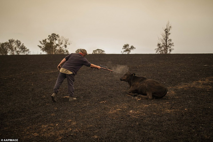 Khóc, vì gần nửa tỉ động vật ở Úc đã chết cùng cháy rừng - Ảnh 1.