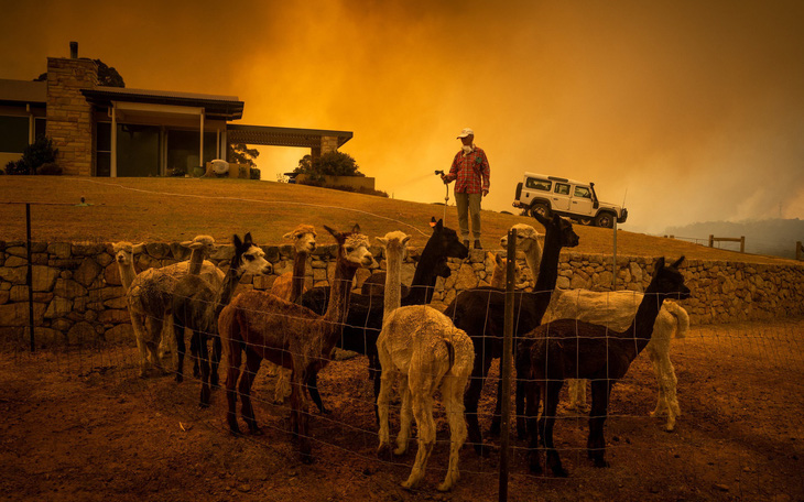 Khóc, vì gần nửa tỉ động vật ở Úc đã chết cùng cháy rừng