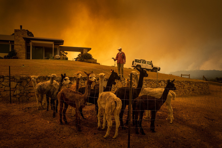 Khóc, vì gần nửa tỉ động vật ở Úc đã chết cùng cháy rừng - Ảnh 3.