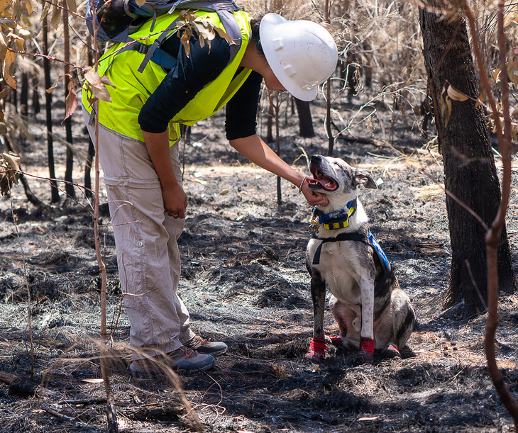 Chú chó dũng cảm giải cứu koala gặp nạn trong cháy rừng ở Úc - Ảnh 3.
