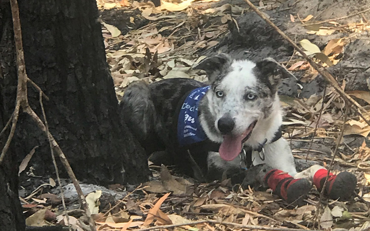 Chú chó dũng cảm giải cứu koala gặp nạn trong cháy rừng ở Úc