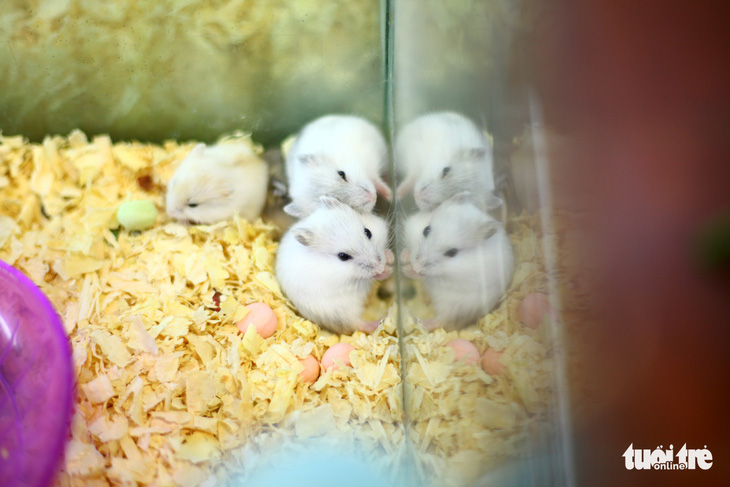 Trước Tết Canh Tý, thú cưng chuột hamster cháy hàng - Ảnh 4.