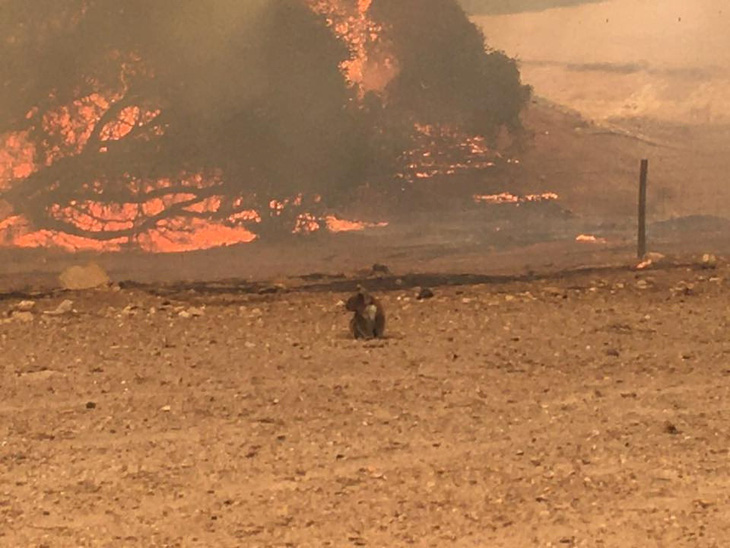 Đảo Kangaroo của Úc cháy ngoài tầm kiểm soát, chính quyền kêu gọi di tản - Ảnh 3.