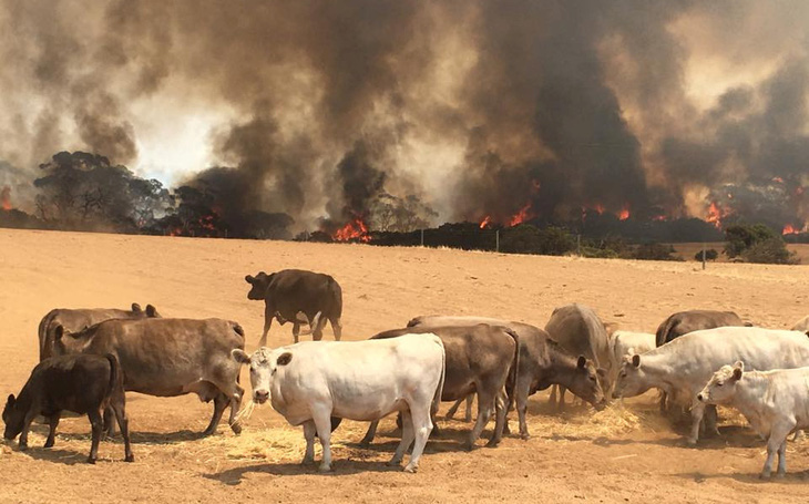 Đảo Kangaroo của Úc cháy ngoài tầm kiểm soát, chính quyền kêu gọi di tản