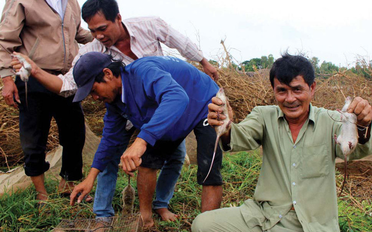 Thịt chuột "món ruột" miền Tây