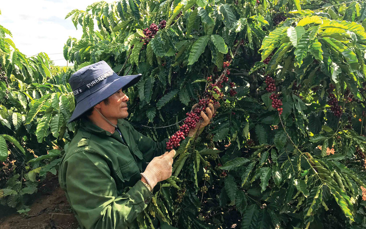 Khi công nghệ đi vào cây cà phê - Ảnh 1.