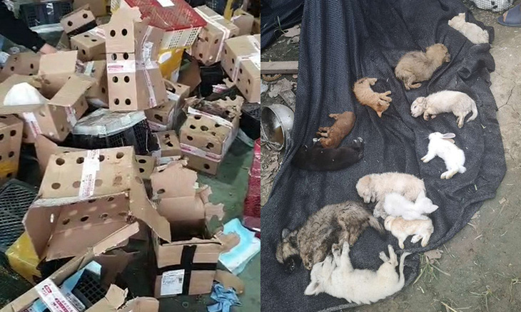 5.000 thú cưng đặt mua qua mạng chết trong thùng cáctông ở Trung Quốc - Ảnh 1.