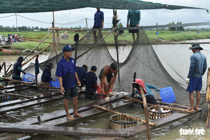 Sau nhiều tháng lao dốc, giá cá tra bắt đầu  ‘nhích’ lên gần 23.000 đồng/kg - Ảnh 1.