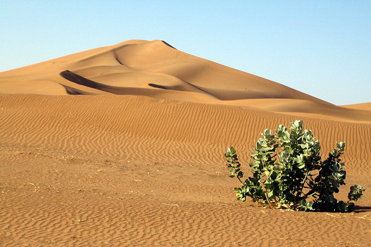 Kỳ kỳ lạ Lúc trị hiện nay có một,8 tỉ cây trái ở vùng khu đất bị tiêu diệt Sahara - Hình ảnh 1.