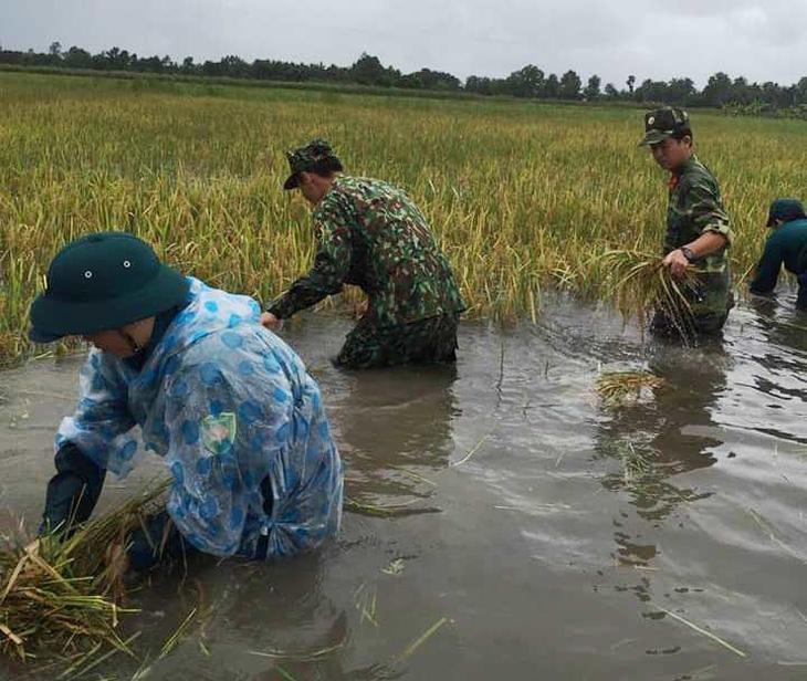 Bộ đội giúp dân thu hoạch lúa ngập úng ngoài đồng - Ảnh 2.