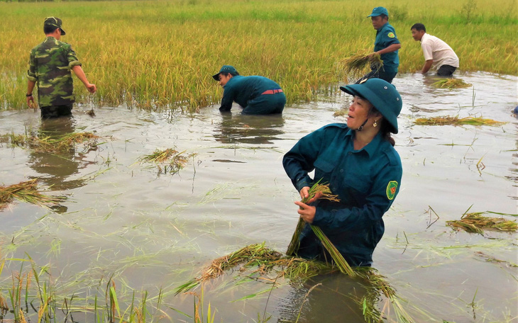 Bộ đội giúp dân thu hoạch lúa ngập úng ngoài đồng