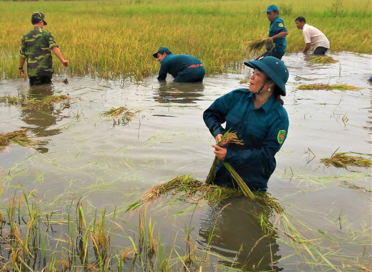 Bộ đội giúp dân thu hoạch lúa ngập úng ngoài đồng - Ảnh 1.