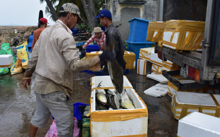 Lo bão lũ, người dân chịu lỗ bán tháo cá nuôi lồng bè