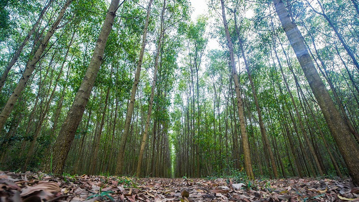 Quản lý rừng Bắc Trung Bộ bền vững, Việt Nam sẽ được ‘rót’ hơn 50 triệu USD - Ảnh 1.