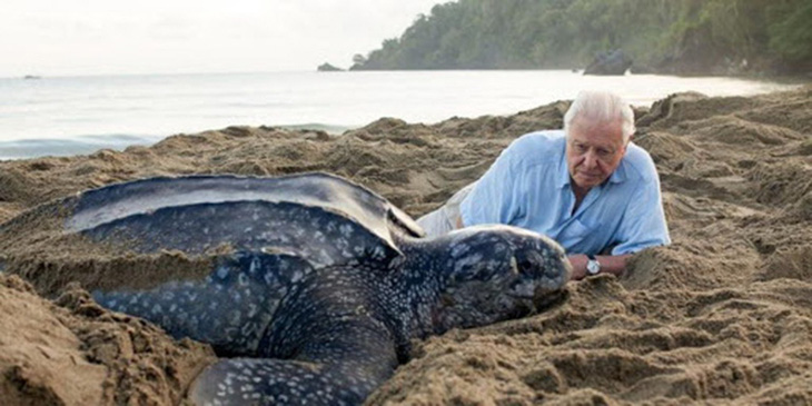 David Attenborough: A Life on Our Planet - Chăm lo cho thiên nhiên trước khi quá muộn - Ảnh 1.