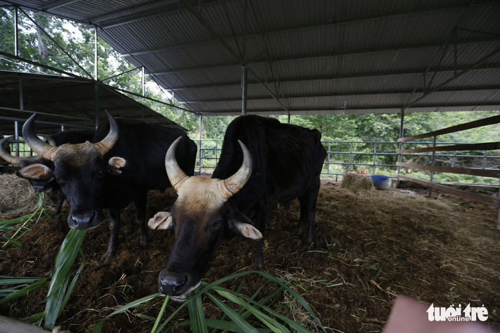 Bàn giao đàn bò tót lai ốm đói cho Vườn quốc gia Phước Bình - Ảnh 3.