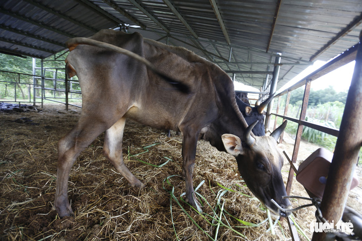 Bàn giao đàn bò tót lai ốm đói cho Vườn quốc gia Phước Bình - Ảnh 1.