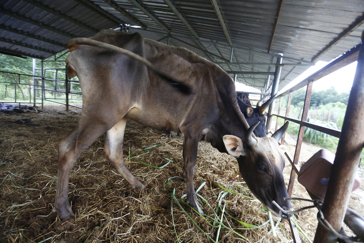 Bàn giao đàn bò tót lai ốm đói cho Vườn quốc gia Phước Bình