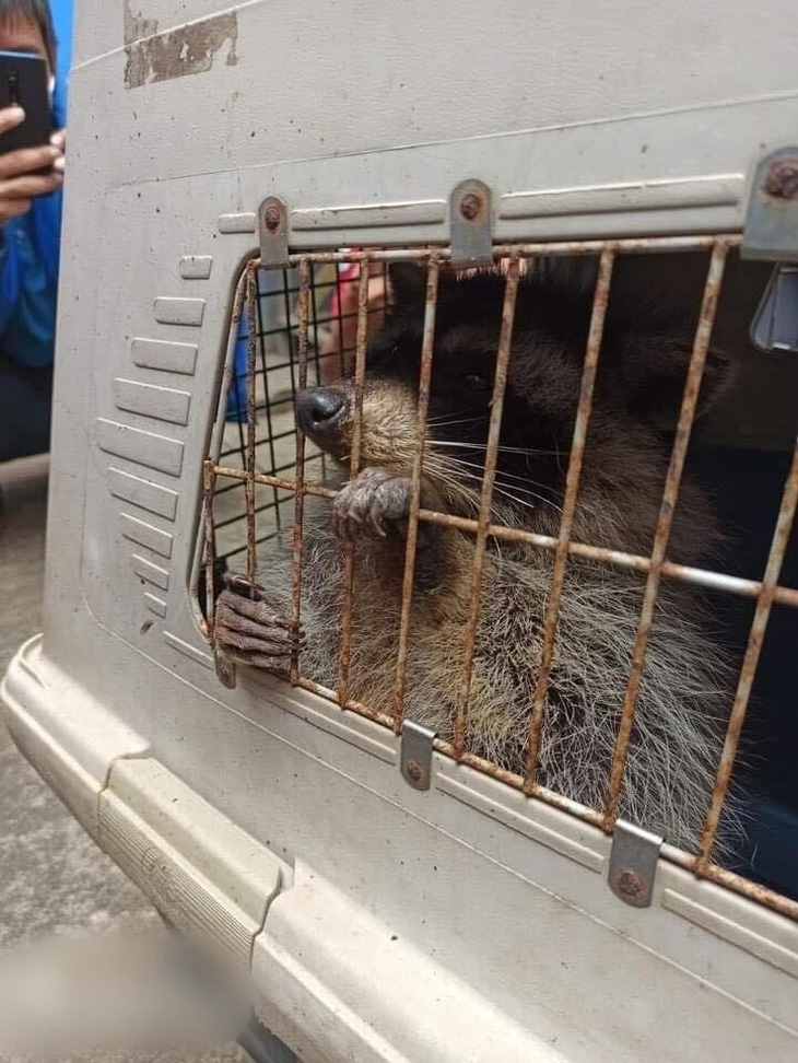 Gấu mèo di cư trong container đông lạnh từ Mỹ sang Việt Nam - Ảnh 3.