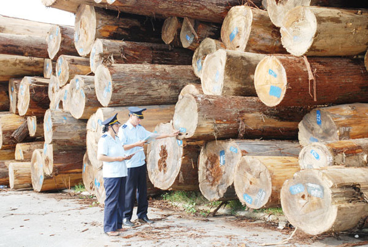 Hải quan siết nguồn gốc gỗ nguyên liệu bạch dương nhập khẩu - Ảnh 1.