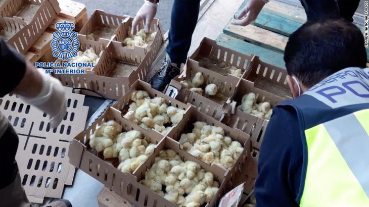 Hàng chục ngàn gà con bị bỏ rơi đến chết ở sân bay Tây Ban Nha - Ảnh 1.