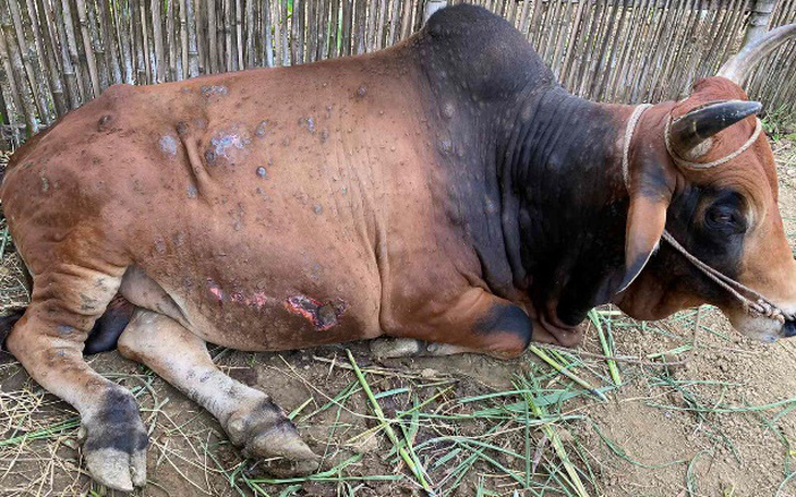 Bộ Nông nghiệp và phát triển nông thôn: Đang xuất hiện bệnh viêm da nổi cục trên trâu, bò