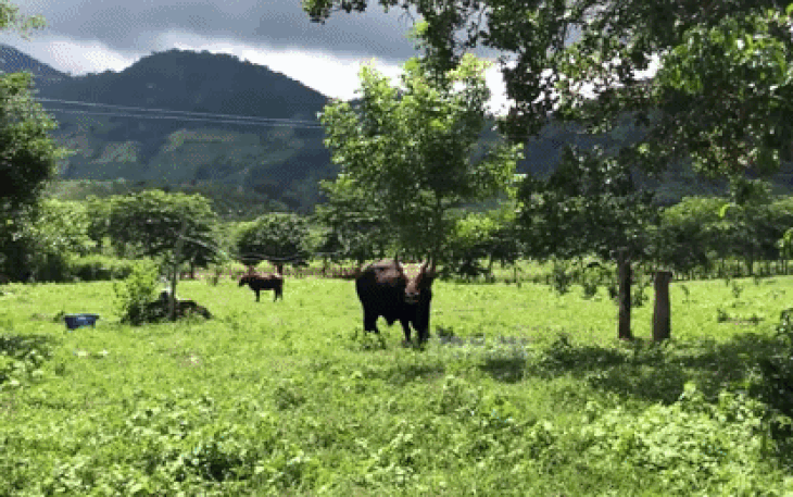 Bầy bò tót lai Ninh Thuận hồi phục nhanh, mập lên từng ngày