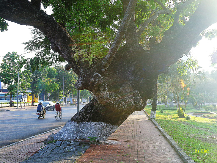 Tiếc nuối cây xà cừ hơn trăm tuổi ở Huế bị bão số 13 quật ngã - Ảnh 3.