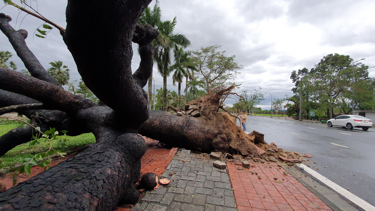 Tiếc nuối cây xà cừ hơn trăm tuổi ở Huế bị bão số 13 quật ngã - Ảnh 4.