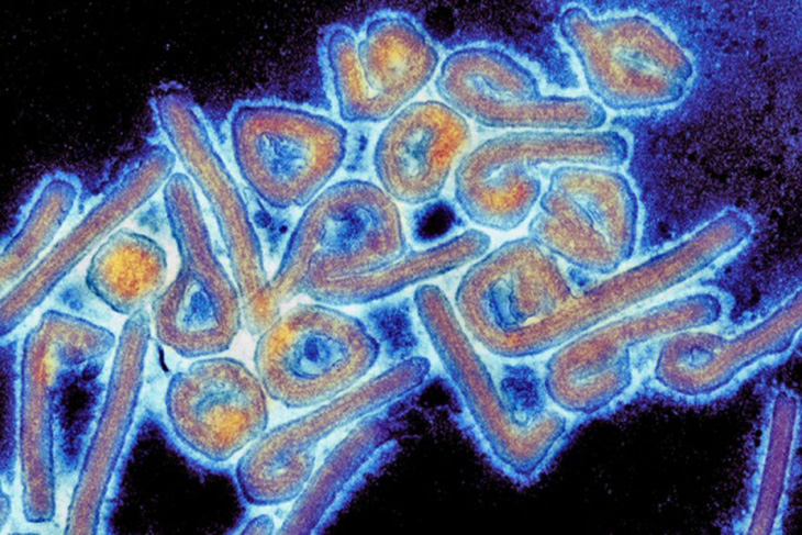 Phát hiện virus hiếm lây truyền từ người sang người tại Bolivia - Ảnh 1.